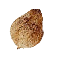 KELAPA BIJI