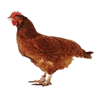 AYAM TUA HIDUP