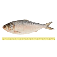 IKAN TERUBOK (&LE; 4 EKOR SEKILOGRAM)