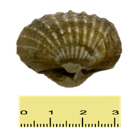 KERANG (SAIZ SEDERHANA)