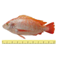 IKAN TILAPIA MERAH (ANTARA 2 HINGGA 5 EKOR SEKILOGRAM)