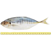 IKAN SELAR PELATA (&LE; 7 EKOR SEKILOGRAM)