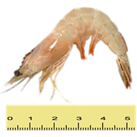 UDANG PUTIH KECIL (&GE; 61 EKOR SEKILOGRAM)