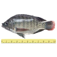 IKAN TILAPIA HITAM (ANTARA 2 HINGGA 5 EKOR SEKILOGRAM)