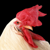 ISTANA AYAM TUA PUTATAN